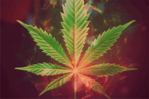 Read more about the article Maconha: natural não é inofensiva